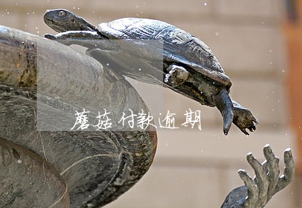 蘑菇付款逾期