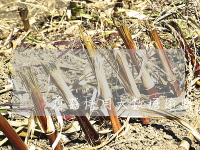 蘑菇信用大数据逾期 蘑菇信用大数据逾期