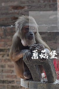 蘑菇堡贷款逾期一天