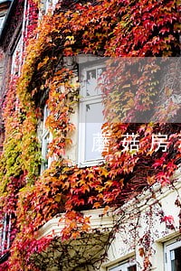 蘑菇房租逾期不交一年会怎么样