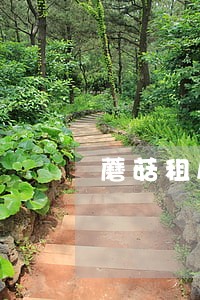 蘑菇租房合同逾期