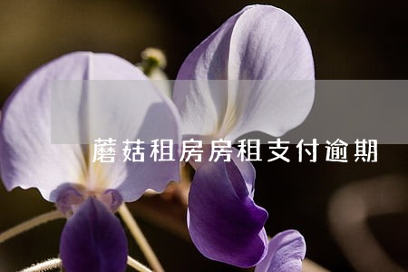 蘑菇租房房租支付逾期 蘑菇租房房租支付逾期