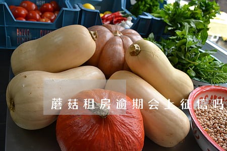 蘑菇租房逾期会上征信吗6 蘑菇租房逾期会上征信吗6