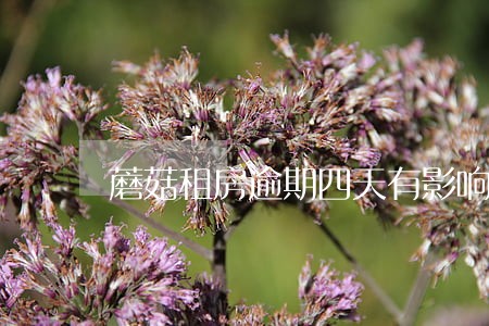 蘑菇租房逾期四天有影响吗 蘑菇租房逾期四天有影响吗