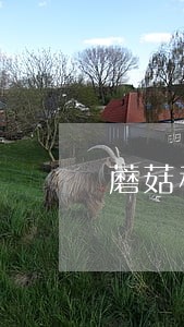 蘑菇租房逾期打父母电话 蘑菇租房逾期打父母电话