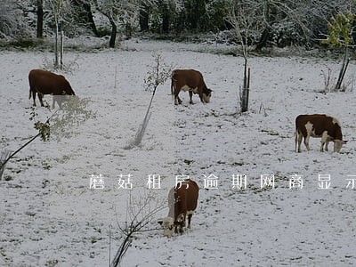 蘑菇租房逾期网商显示结清 蘑菇租房逾期网商显示结清