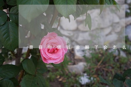 蘑菇街借钱逾期了会怎么样 蘑菇街借钱逾期了会怎么样