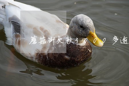 蘑菇街欠款3000多逾期半年 蘑菇街欠款3000多逾期半年