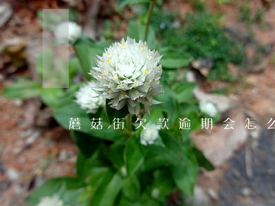 蘑菇街欠款逾期会怎么样 蘑菇街欠款逾期会怎么样