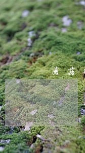 蘑菇街白富美逾期了会上征信吗 蘑菇街白富美逾期了会上征信吗