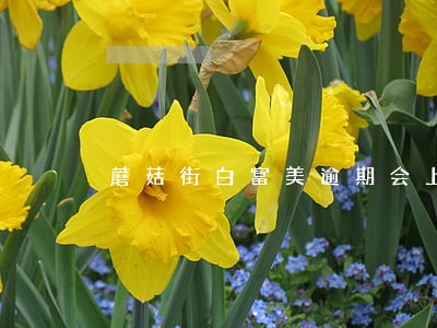 蘑菇街白富美逾期会上征信吗 蘑菇街白富美逾期会上征信吗