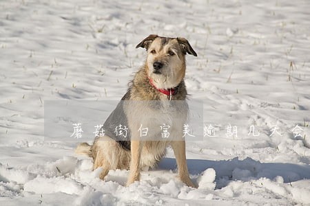 蘑菇街白富美逾期几天会电话 蘑菇街白富美逾期几天会电话