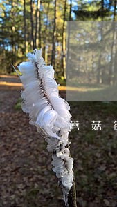 蘑菇街花呗逾期一年