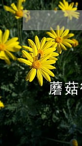蘑菇街逾期发短信 蘑菇街逾期发短信