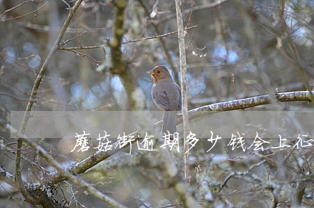 蘑菇街逾期多少钱会上征信 蘑菇街逾期多少钱会上征信