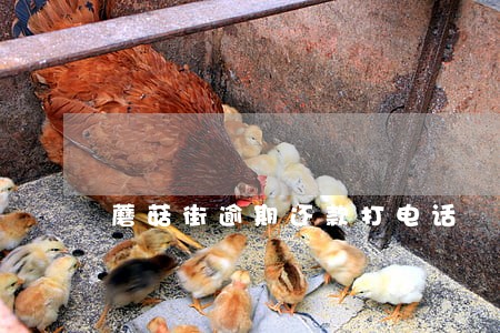 蘑菇街逾期还款打电话 蘑菇街逾期还款打电话