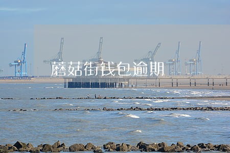 蘑菇街钱包逾期 蘑菇街钱包逾期