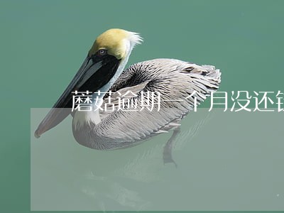 蘑菇逾期一个月没还钱 蘑菇逾期一个月没还钱