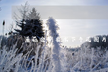 蘑菇逾期要求下午还图片 蘑菇逾期要求下午还图片