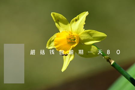 蘑菇钱包逾期一天80 蘑菇钱包逾期一天80