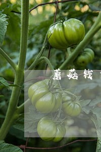 蘑菇钱包逾期会上门嘛 蘑菇钱包逾期会上门嘛