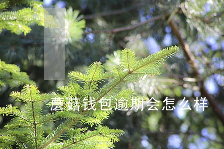 蘑菇钱包逾期会怎么样 蘑菇钱包逾期会怎么样