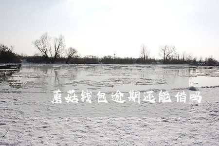 蘑菇钱包逾期还能借吗 蘑菇钱包逾期还能借吗