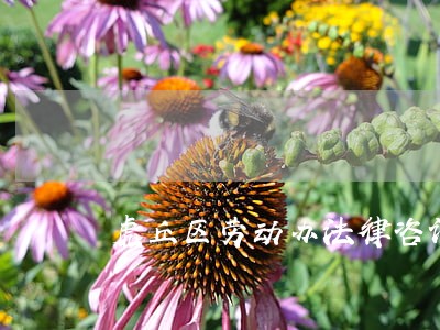 虎丘区劳动办法律咨询 虎丘区劳动办法律咨询