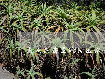 虎丘区房屋购买法律咨询 虎丘区房屋购买法律咨询