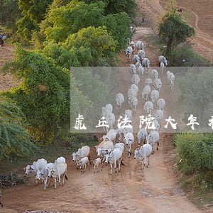 虎丘法院大年初几上班 虎丘法院大年初几上班