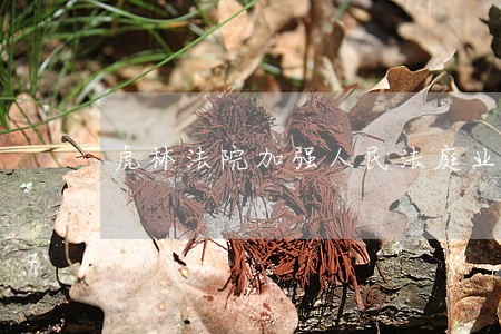 虎林法院加强人民法庭业务培训 虎林法院加强人民法庭业务培训