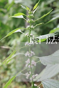 虎门法律援助中心律师 虎门法律援助中心律师