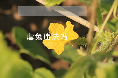 虐兔违法吗 虐兔违法吗