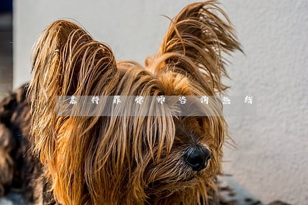 虐待罪律师咨询热线 虐待罪律师咨询热线