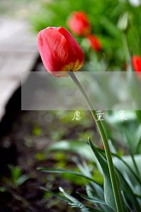 虐童案司法调解 虐童案司法调解