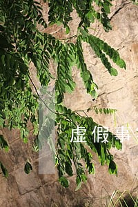 虚假事实逾期车贷 虚假事实逾期车贷
