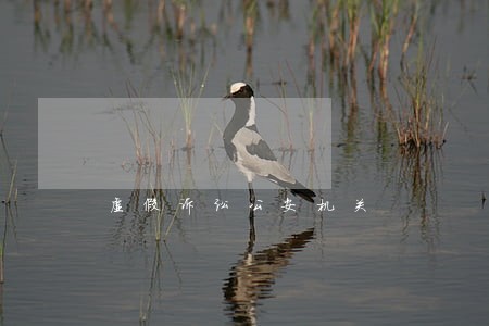 虚假诉讼公安机关 虚假诉讼公安机关
