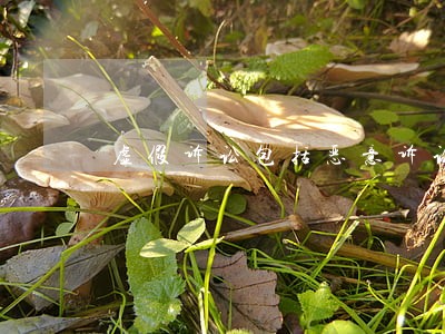 虚假诉讼包括恶意诉讼吗 虚假诉讼包括恶意诉讼吗