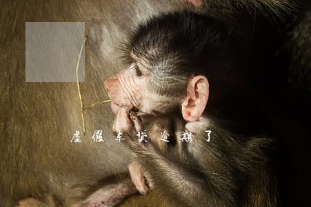 虚假车贷逾期了 虚假车贷逾期了