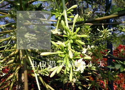 虫虫借钱逾期4天 虫虫借钱逾期4天