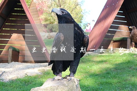 虫虫借钱逾期一天怎么办 虫虫借钱逾期一天怎么办