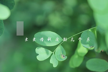 虫虫借钱逾期几个月 虫虫借钱逾期几个月
