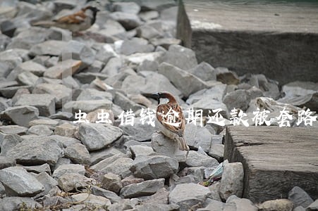 虫虫借钱逾期还款被套路 虫虫借钱逾期还款被套路