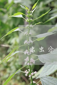 虫虫分期逾期了一个晚上