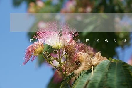 虹口专业的遗产继承纠纷律师 虹口专业的遗产继承纠纷律师