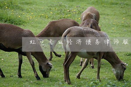 虹口专业经济债务律师服务