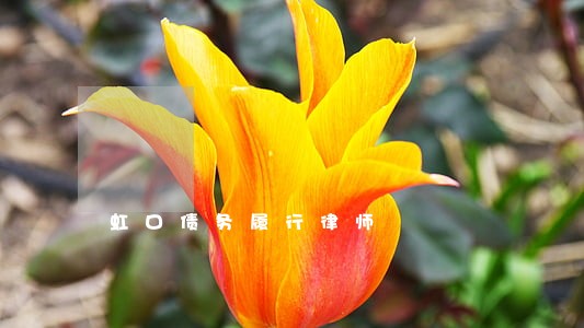 虹口债务履行律师 虹口债务履行律师