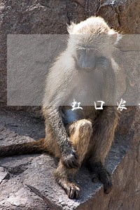 虹口农村房屋买卖律师咨询平台 虹口农村房屋买卖律师咨询平台