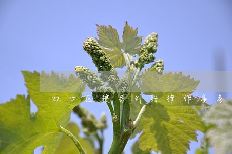 虹口区债务纠纷律师事务所 虹口区债务纠纷律师事务所