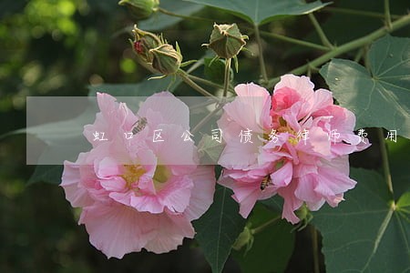 虹口区公司债务律师费用 虹口区公司债务律师费用